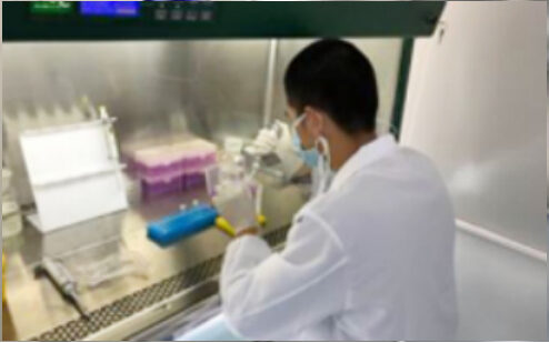 Technician pipetting inside a biosafety cabinet