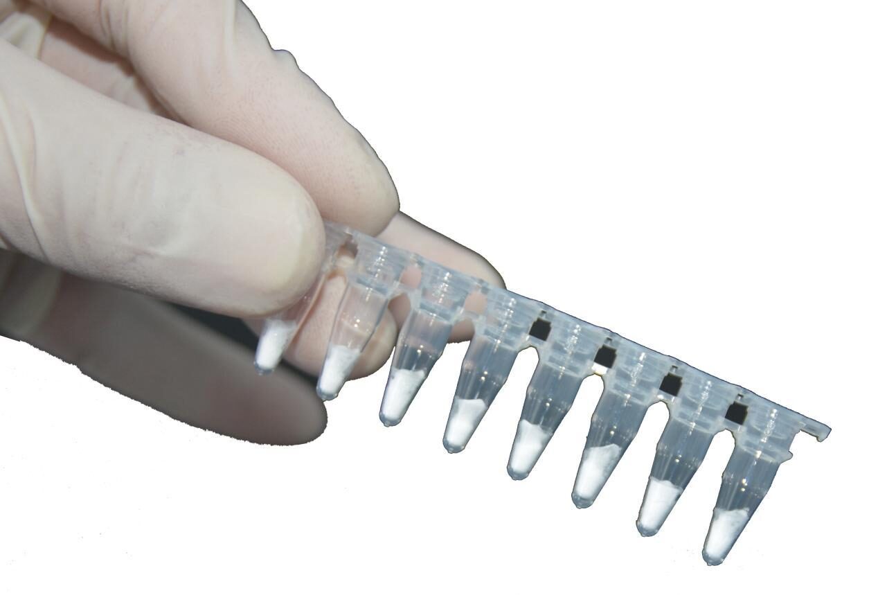Gloved hand holding an 8-tube strip of reagent pellets